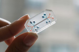 Lung on a chip