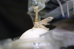 A close-up of a silkmoth attached to its robotic exoskeleton