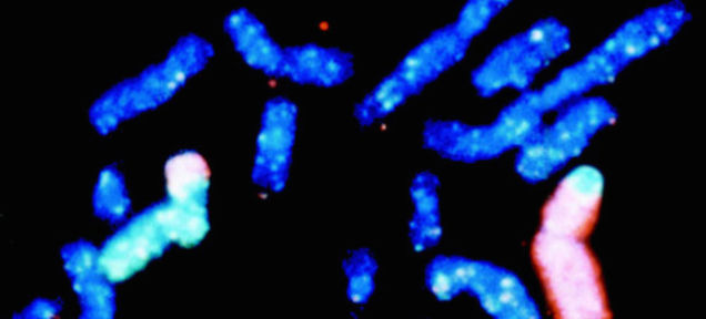 Science gets closer to artificial life with first synthetic chromosome